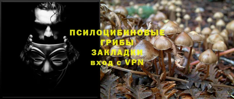 Псилоцибиновые грибы Psilocybine cubensis  Вилюйск 